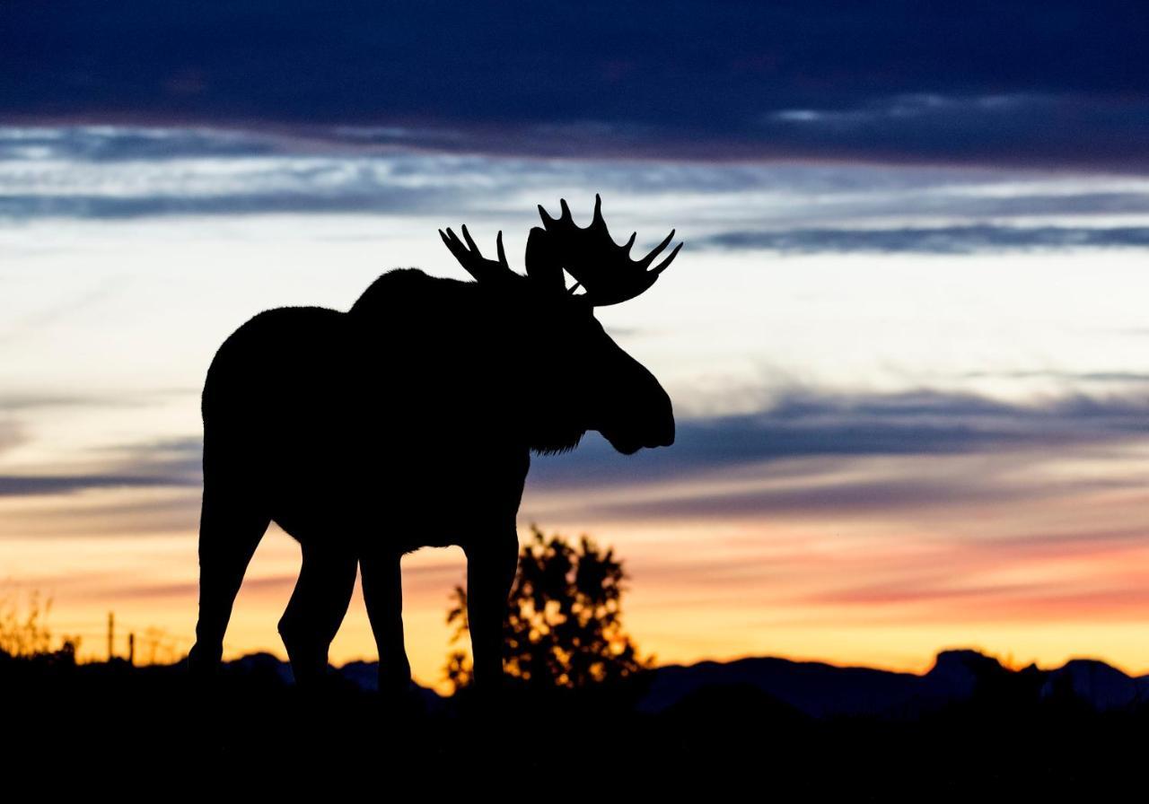Wildlife Panorama Lofoten Bostad 外观 照片