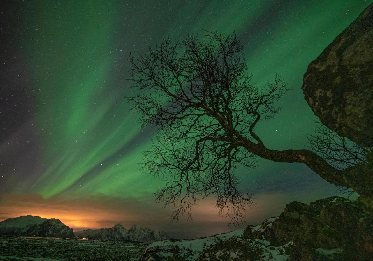 Wildlife Panorama Lofoten Bostad 外观 照片